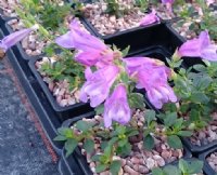 Large pink tubular flowers over mats of green foliage