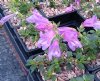 Show product details for Penstemon davidsonii