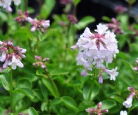 Pale lavender flowers in bunches