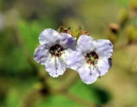 Lavender blue poppy-like flowers.