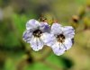 Phacelia bolanderi