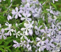 Lavender purple open faced flowers in masses