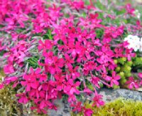 Carpet of cerise pink flowers