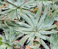 Silvery haired lanceolate foliage in rosettes.