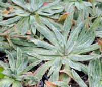 Silvery haired lanceolate foliage in rosettes.