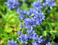 Rich blue flowers in bunches.