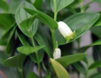 Creamy white tubular flowers and rich green foliage.