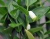 Show product details for Polygonatum falcatum