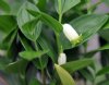 Show product details for Polygonatum falcatum