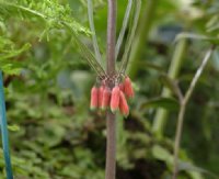 Orange red flowers hang pendulously from the leaf axils