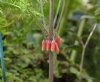 Polygonatum kingian...