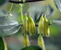 Creamy green pendulous flowers