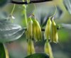 Polygonatum Mikinor...