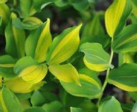 Bright yellow and green variegated foliage