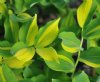 Show product details for Polygonatum odoratum Dai Koga