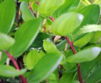 Soft green foliage and bright red stems