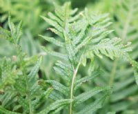 Rich green ladder like fronds