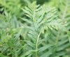 Show product details for Polypodium australe Ramosum Hillman