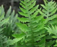 Rich green ladder like fronds