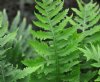 Show product details for Polypodium calirhiza Sarah Lyman