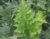 Show product details for Polypodium cambricum Bychan