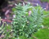 Show product details for Polypodium cambricum Cristatum