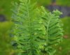 Show product details for Polypodium cambricum Diadem