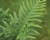 Show product details for Polypodium cambricum Jubilee