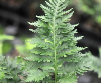 Rich green ladder like fronds