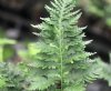 Show product details for Polypodium cambricum Pulcherrimum Addison