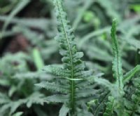 Rich green ladder like fronds