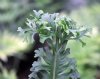 Show product details for Polypodium glycyrrhiza Lawrence Crocker