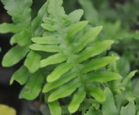 Rich green ladder like fronds