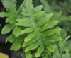 Polypodium cambricu...