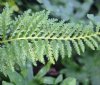 Show product details for Polypodium vulgare Elegans