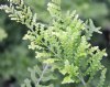 Show product details for Polypodium vulgare Jean Taylor