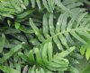 Show product details for Polypodium cambricum Whitely's Giant