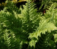 Fresh green deeply dissected fronds