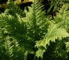 Polypodium x manton...