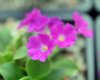 Show product details for Primula allionii Peggy Wilson