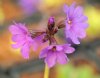 Primula amoena