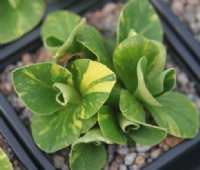 Green and yellow variegated foliage