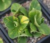 Show product details for Primula auricula Beeches Variegated