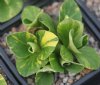 Primula auricula Be...