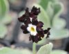 Show product details for Primula auricula Craig Dhu