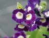 Show product details for Primula auricula MacWatt's Blue