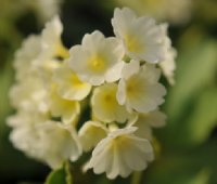 Pale lemon yellow flowers