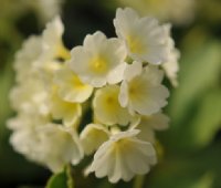 Pale lemon yellow flowers