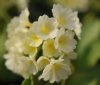 Show product details for Primula auricula Moonlight