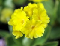 Canary yellow flowers in bunches on rigid stems